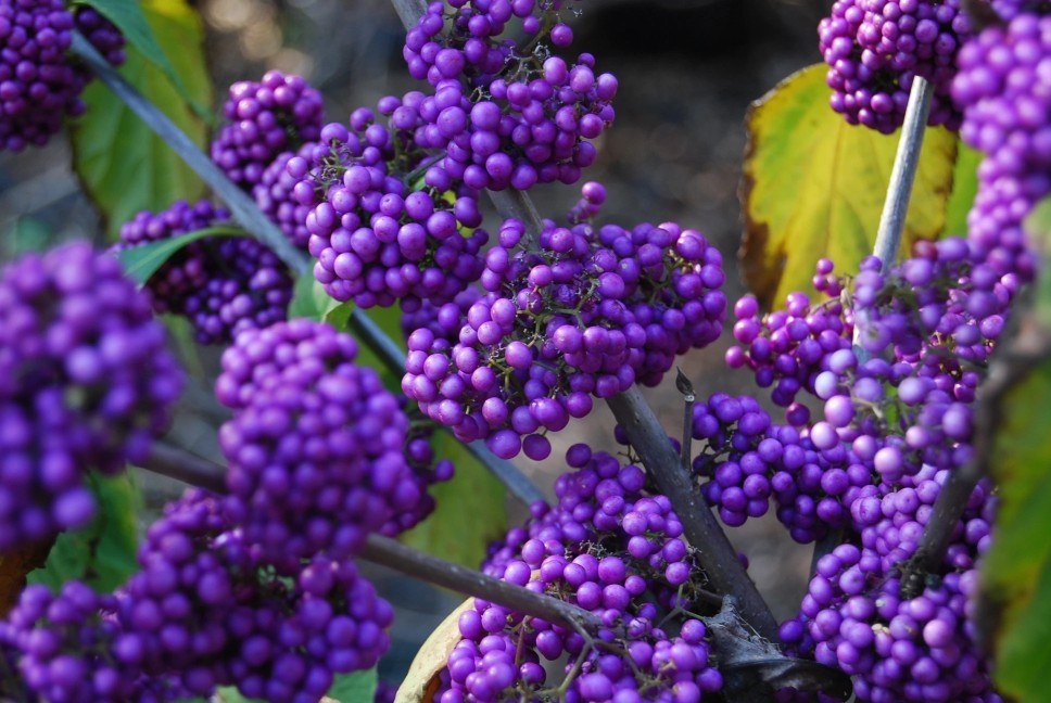 日本矮紫珠庭院花园植物紫色转运珠多年生吉详花灌木盆栽