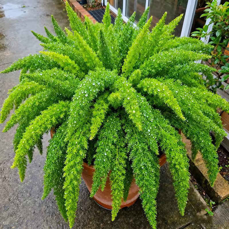 狐尾天门冬盆栽苗花卉庭院阳台多年生常绿蔓性草本垂吊花卉绿植物