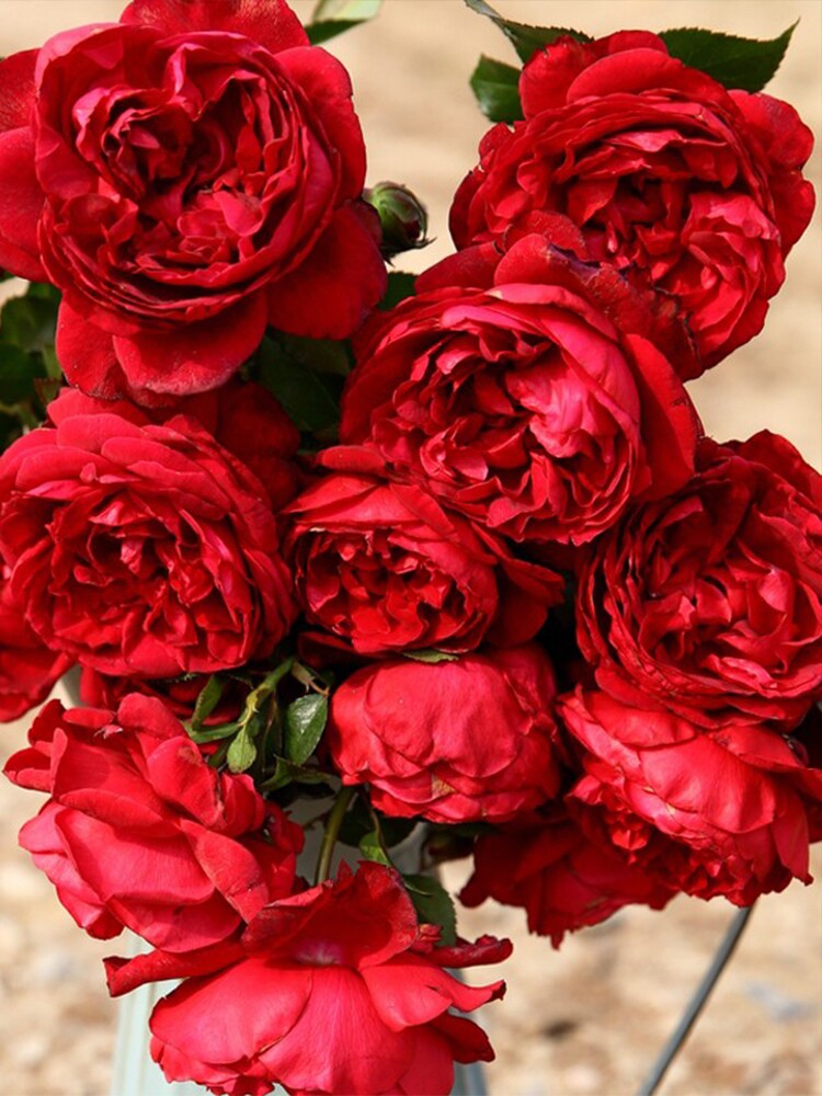 玫瑰国度天使月季庭院拱门花墙植物抗病勤花耐寒阳台盆栽花卉