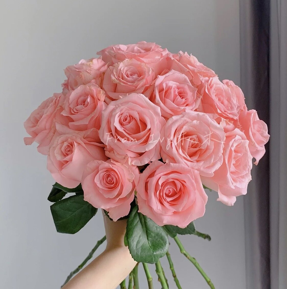 粉荔枝月季 大花浓香 果香味扦插玫瑰花苗阳台庭院盆栽