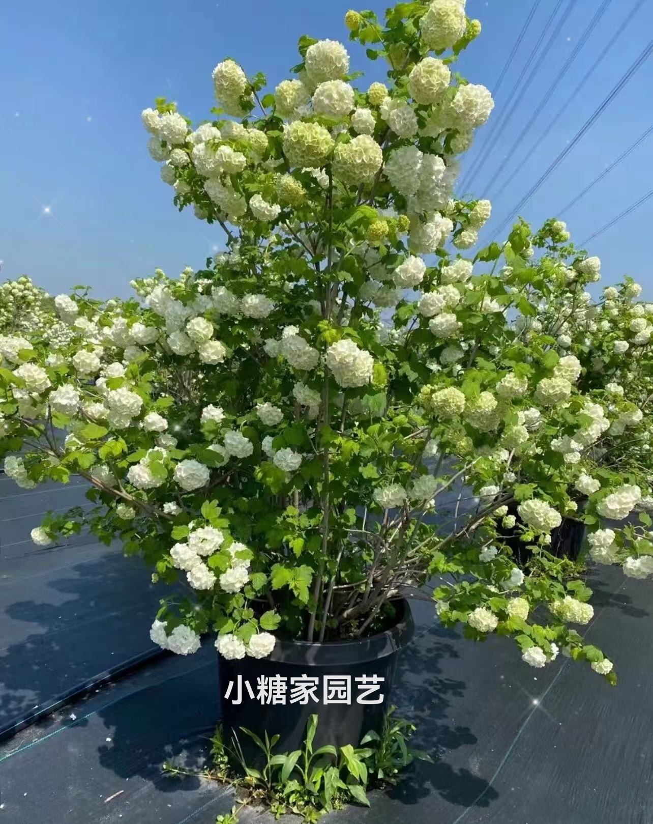 进口欧洲木绣球20加仑盆母本苗耐寒耐热易养护花园别墅庭院花苗