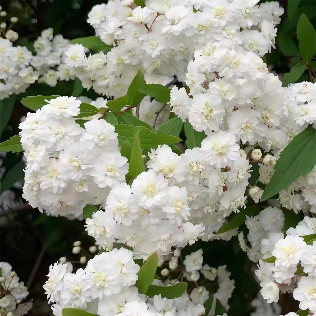 重瓣绣线菊小手鞠八重小手鞠耐寒耐热多年生花灌木庭院阳台楼顶图片