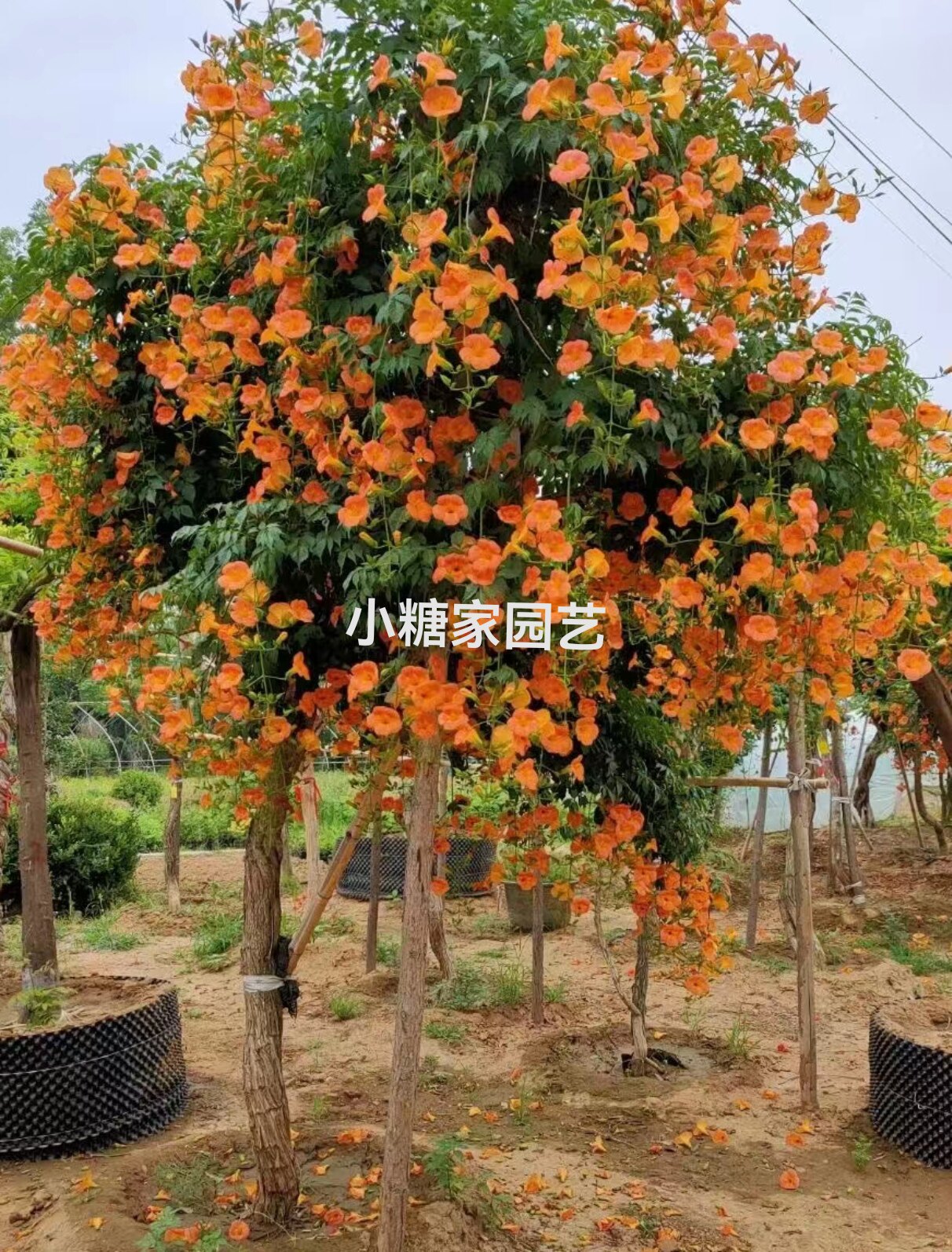 耐寒树苗凌霄花庭院爬藤植物