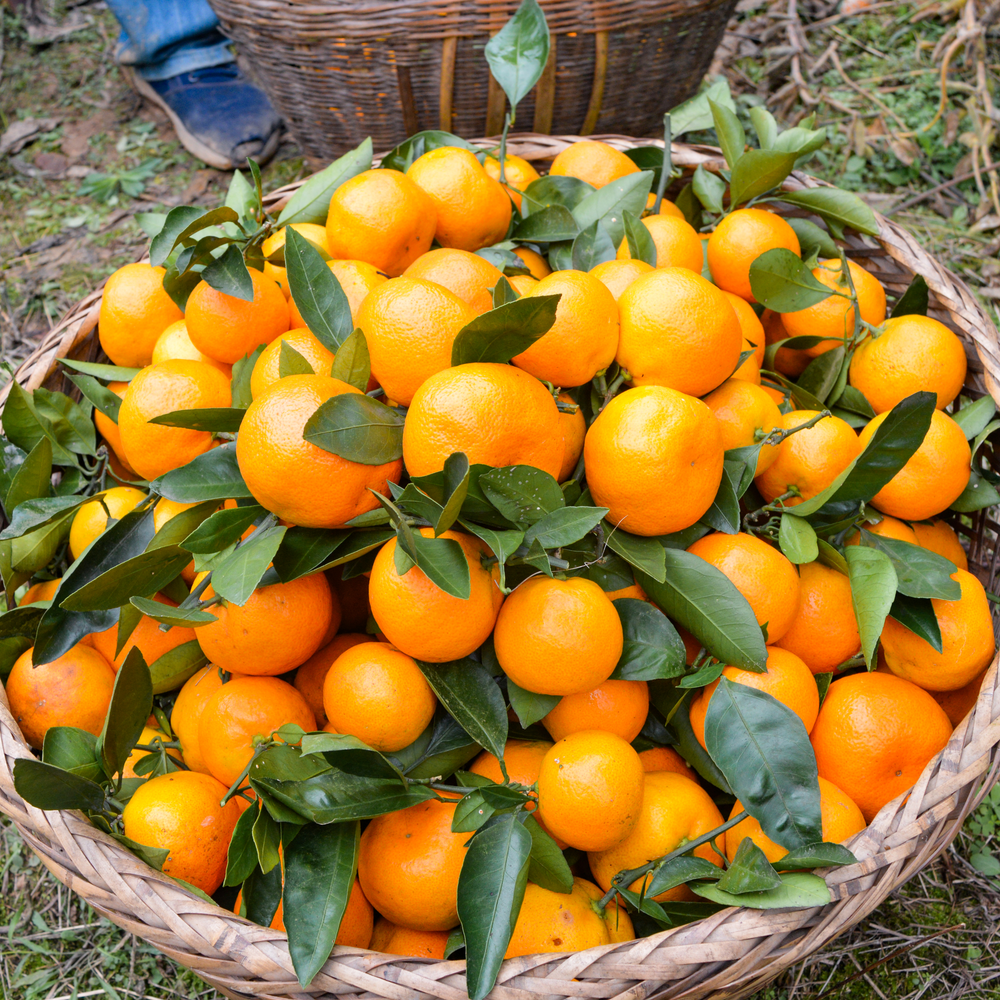 现摘石门石门现摘蜜橘水果柑橘