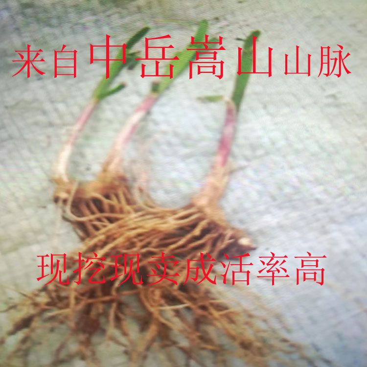 山韭菜根苗野韭菜根盆栽韭菜种子籽老品种紫根韭菜根红根现挖现卖
