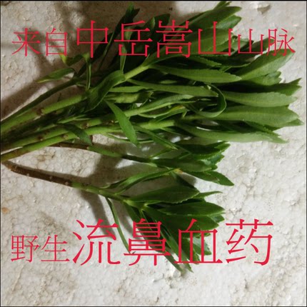 嵩山治流鼻血药纯中药治流鼻血药祖传密方野生新鲜现挖现卖安全