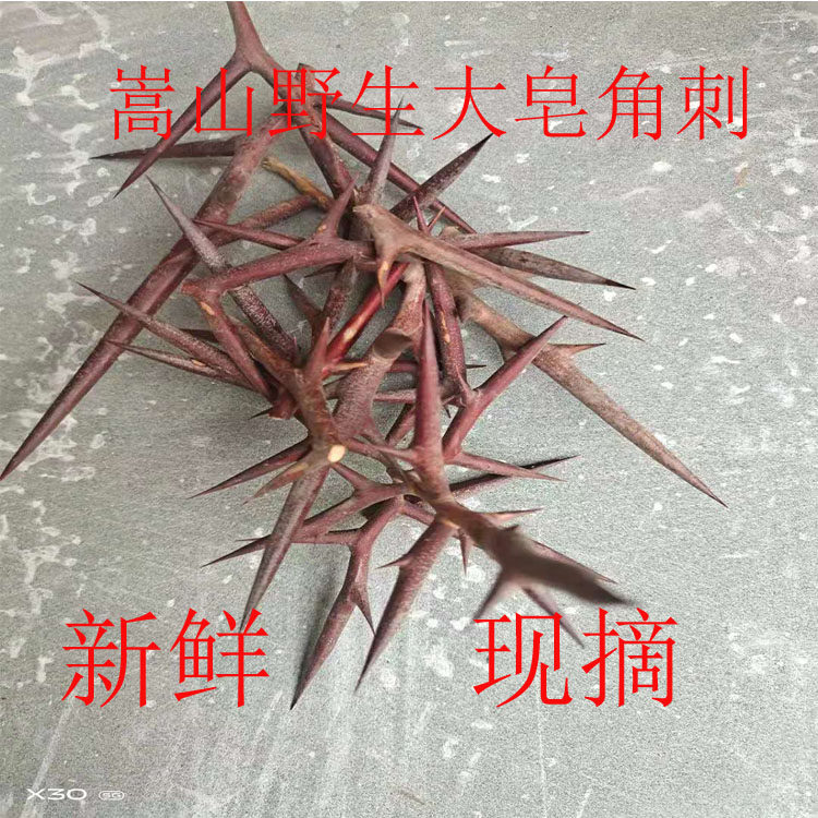 嵩山新鲜野生大皂角刺刺皂天丁皂刺粉刺皂角针中药材500克