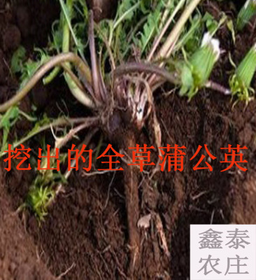 中岳嵩山新鲜根野生蒲公英