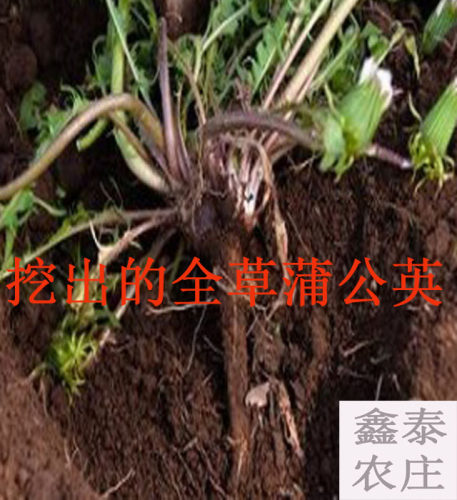 中岳嵩山新鲜根野生蒲公英
