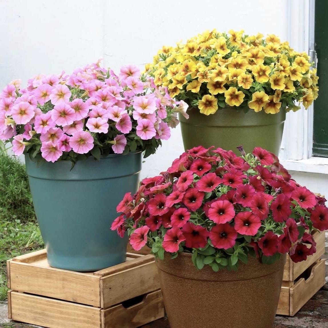 超级舞春花开花盆栽大苗庭院草本花卉多季开花爆盆带花苞发货包邮,鲜花速递/花卉仿真/绿植园艺,时令草本花卉,淘宝优惠券,粉丝福利购,淘宝优惠卷