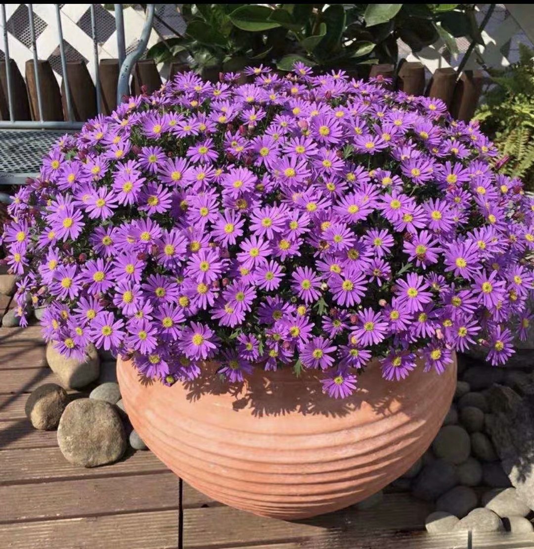 姬小菊盆栽 唯美小菊花盆栽 多年生花卉 耐寒 耐热实拍