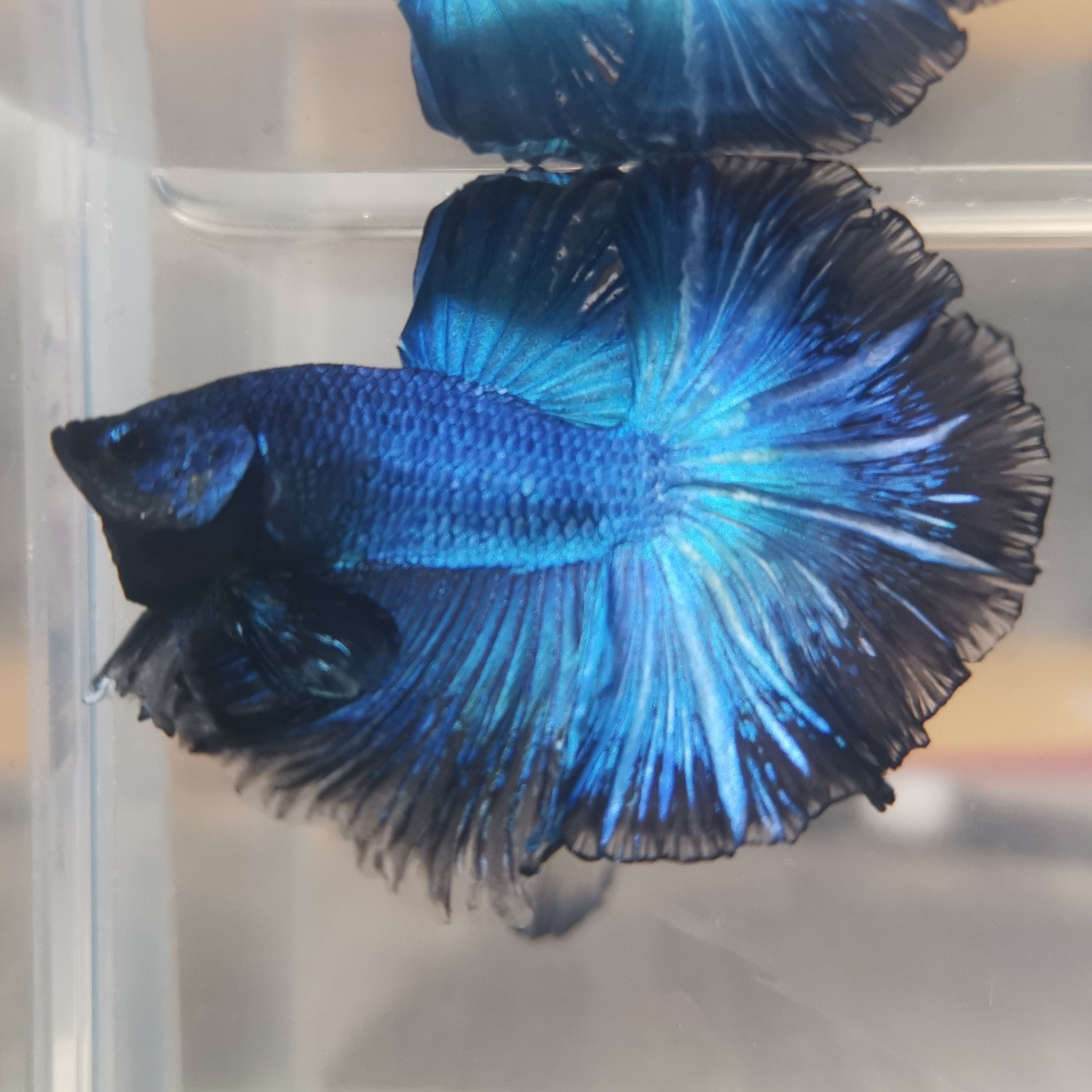 泰国半月斗鱼星河 koi锦鲤半月 糖果半月galaxy半月 热带鱼观赏鱼|msdalam kategori haiwan peliharaan/makanan haiwan dan bekalan, Aquarium World, ikan - dari Buy2taobao.com untuk memberikan perkhidmatan ejen Taobao profesional membeli