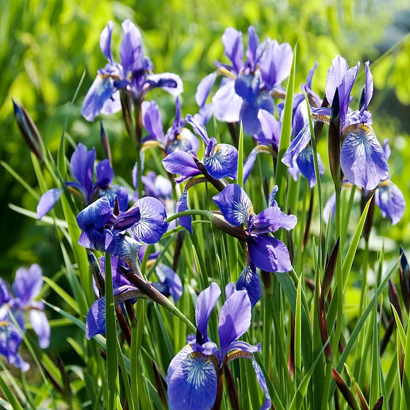 蓝花鸢尾草种子盆栽公园庭院多年生花海卉黄菖蒲蝴蝶兰燕尾花种籽