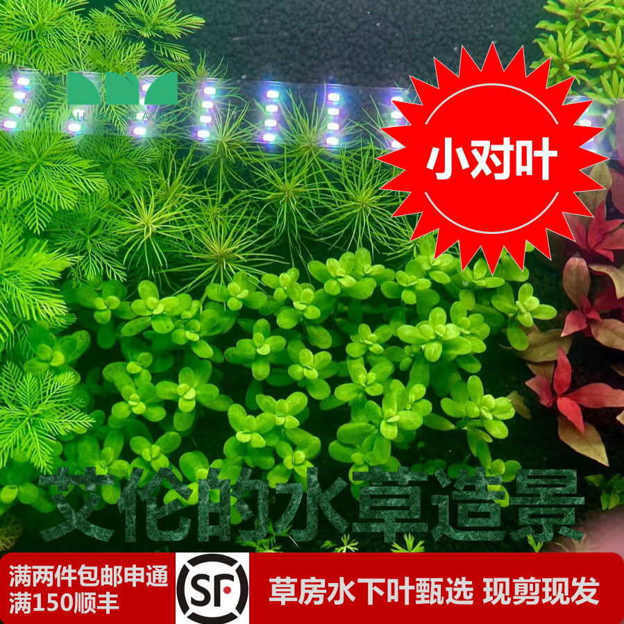 艾伦的水草造景 小对叶/瓜子对叶水草水下叶草缸中景好养的一批呢 - 实物图