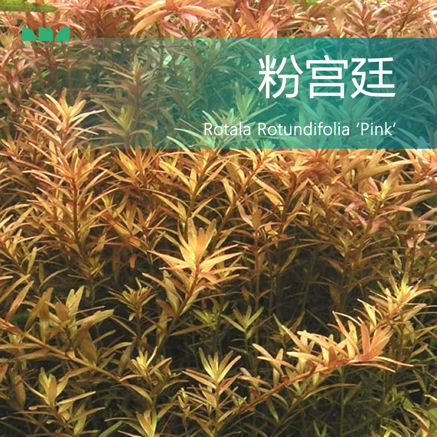 艾伦的水草造景 粉宫廷 粉红宫廷草...