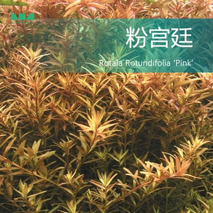 艾伦 粉红宫廷草缸鱼缸后景有茎红色水下叶水草 水草造景 粉宫廷
