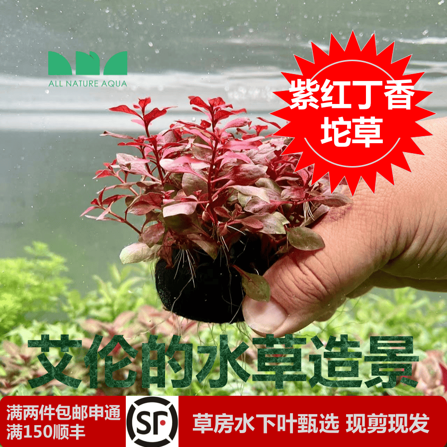 艾伦的水草造景紫红丁香坨草古法缸水草净水质懒人增氧无二氧化碳,宠物/宠物食品及用品,水草,淘宝优惠券,粉丝福利购,淘宝优惠卷