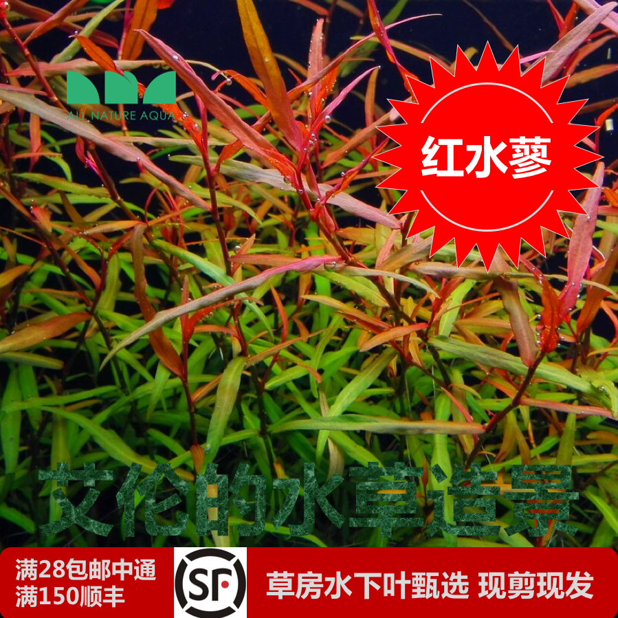 艾伦的水草造景红水蓼水下叶