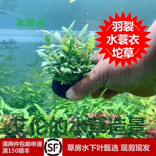 水草造景羽裂坨草净化水质自带水草泥沉水懒人无二氧化碳 艾伦