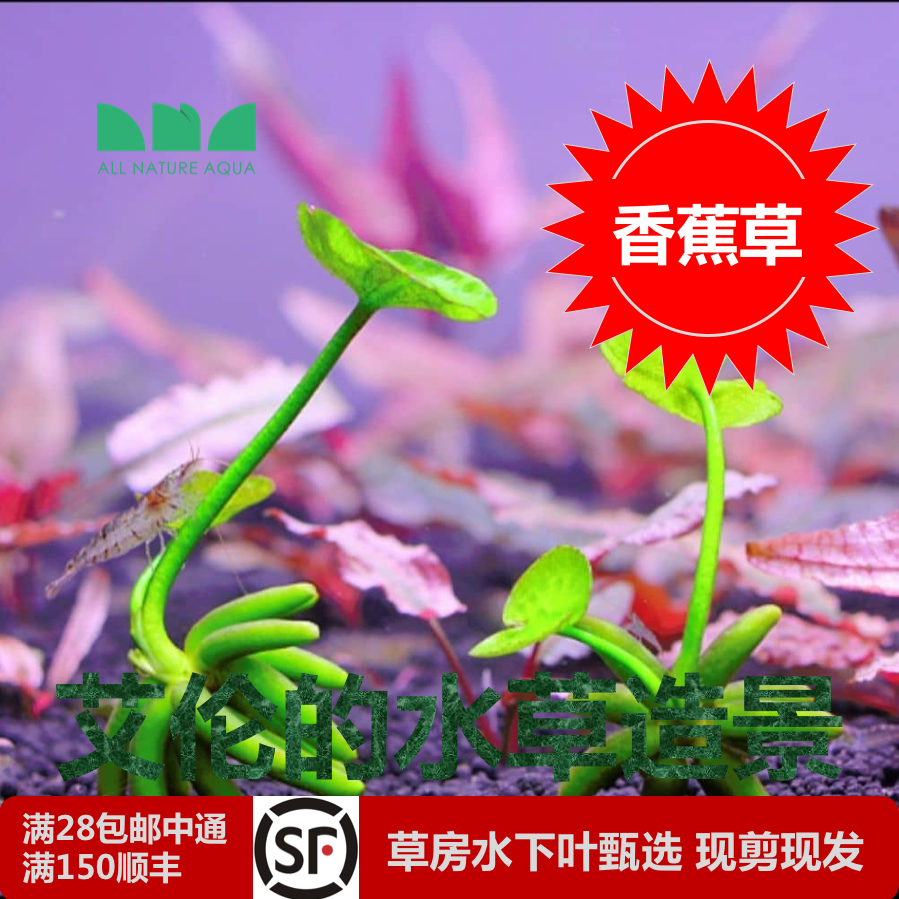 艾伦的水草造景香蕉草睡莲草缸中后景根部像香蕉很可爱睡莲叶子哦