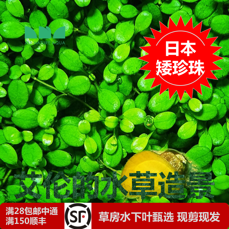 艾伦水草造景日本矮珍珠无菌杯和水下叶长势飞快好养的前景大草坪