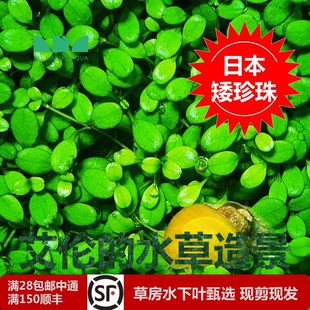 前景大草坪 艾伦水草造景日本矮珍珠无菌杯和水下叶长势飞快好养