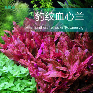 水草造景 艾伦 豹纹血心兰水下叶草缸中景红色水草无需二氧化碳