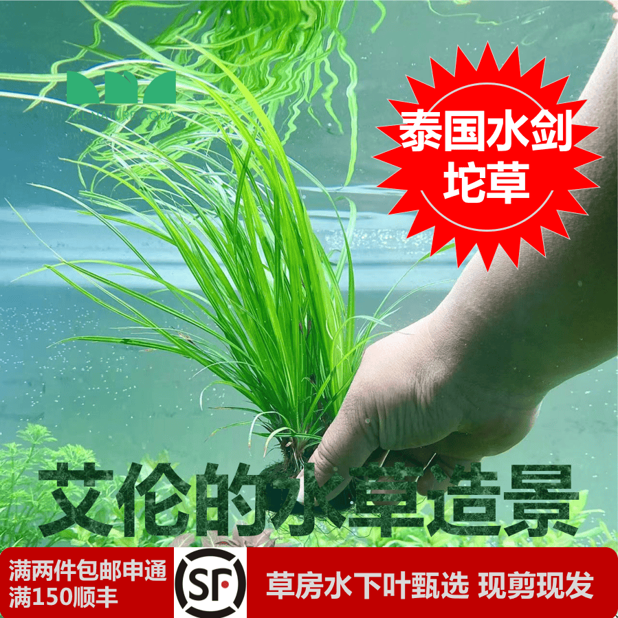 古法缸水草泰国水剑坨草懒人增氧