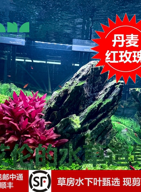 艾伦的水草造景丹麦红玫瑰水下叶红色中景比迷你血心兰还要红很多