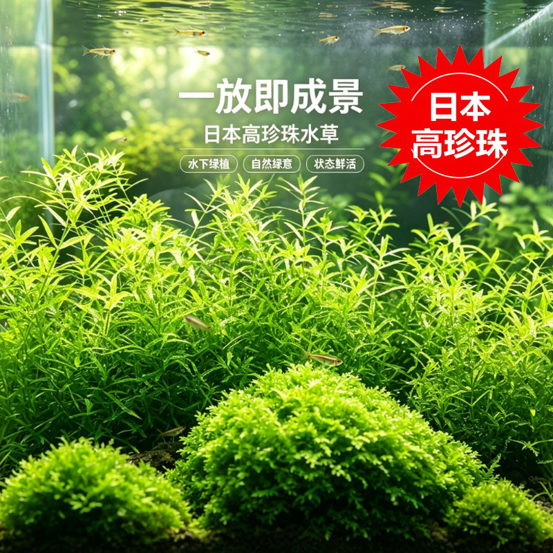 艾伦的水草造景日本高珍珠水下叶草缸中后景神奇的水草无二氧化碳
