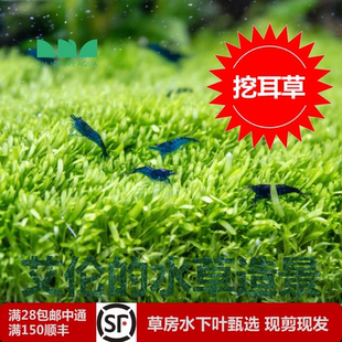 自然草坪 艾伦水草造景挖耳草无菌杯和水下叶众多草友追捧和挑战