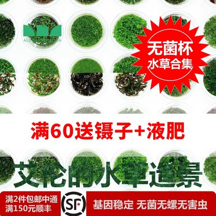 艾伦水草鱼缸造景无菌杯前景迷你牛毛挖耳日本爬地矮珍珠新手懒人