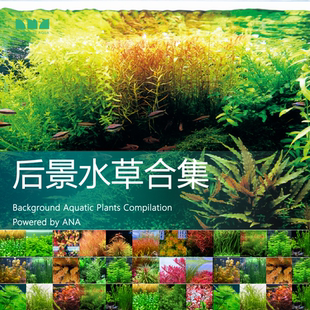水草造景水下叶后景草血宫廷紫红丁香玫瑰大水兰九冠红雨伞 艾伦