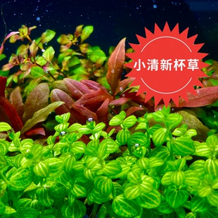 水草植物专用鱼缸造景水培植物适合懒人新手专用水草小清新杯草