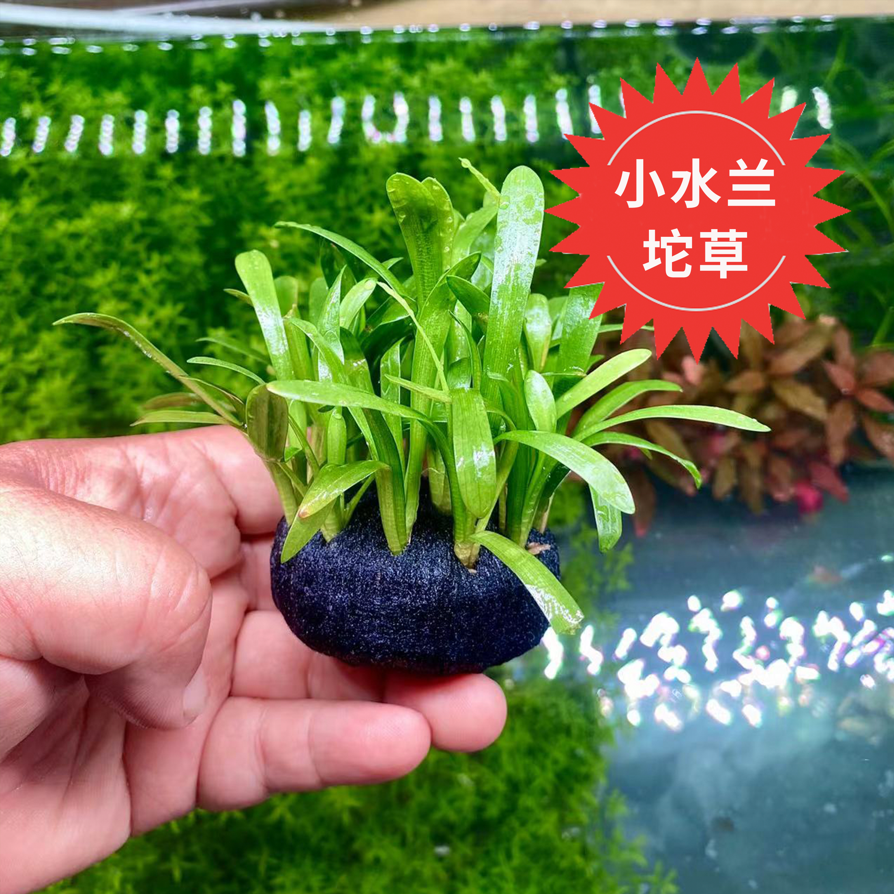 艾伦水草造景小水兰坨草古法缸水草净化水质懒人增氧无需碳自沉水