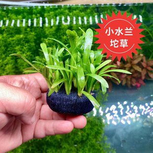 艾伦水草造景小水兰坨草古法缸水草净化水质懒人增氧无需碳自沉水