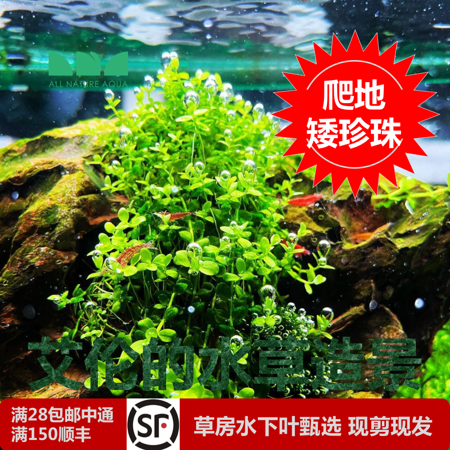 艾伦的水草造景爬地矮珍珠趴地水下叶经典传统前景草坪绿油油草皮