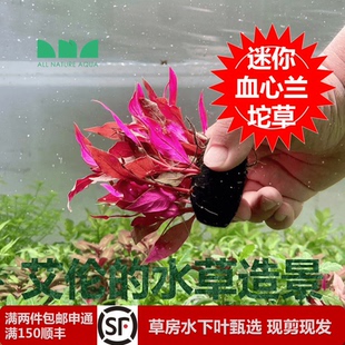 水草造景 艾伦 迷你血心兰水下叶坨草自带水草泥沉水懒人可无CO2