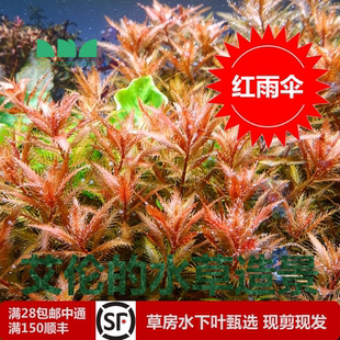 水草造景红雨伞水下叶红色后景草形态多变易发色群养很壮观 艾伦