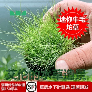 水草造景迷你牛毛水下叶坨草自带水草泥沉水懒人无二氧化碳 艾伦