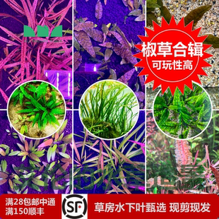 水草造景椒草合集老虎椒黄底虎纹椒绿温蒂椒黑美人椒金椒草 艾伦