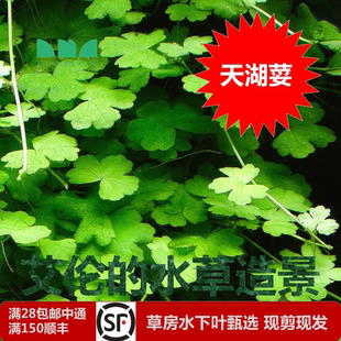 水草造景 艾伦 天胡荽天湖荽草缸中前景草坪水草水下叶活体三列