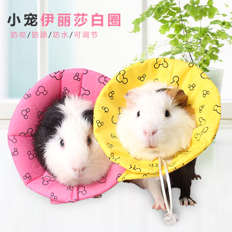 逸宠｜小宠物用品伊丽莎白防护圈荷兰猪豚鼠龙猫兔子防护罩护理,宠物/宠物食品及用品,玩具/造景装饰,淘宝优惠券,粉丝福利购,淘宝优惠卷