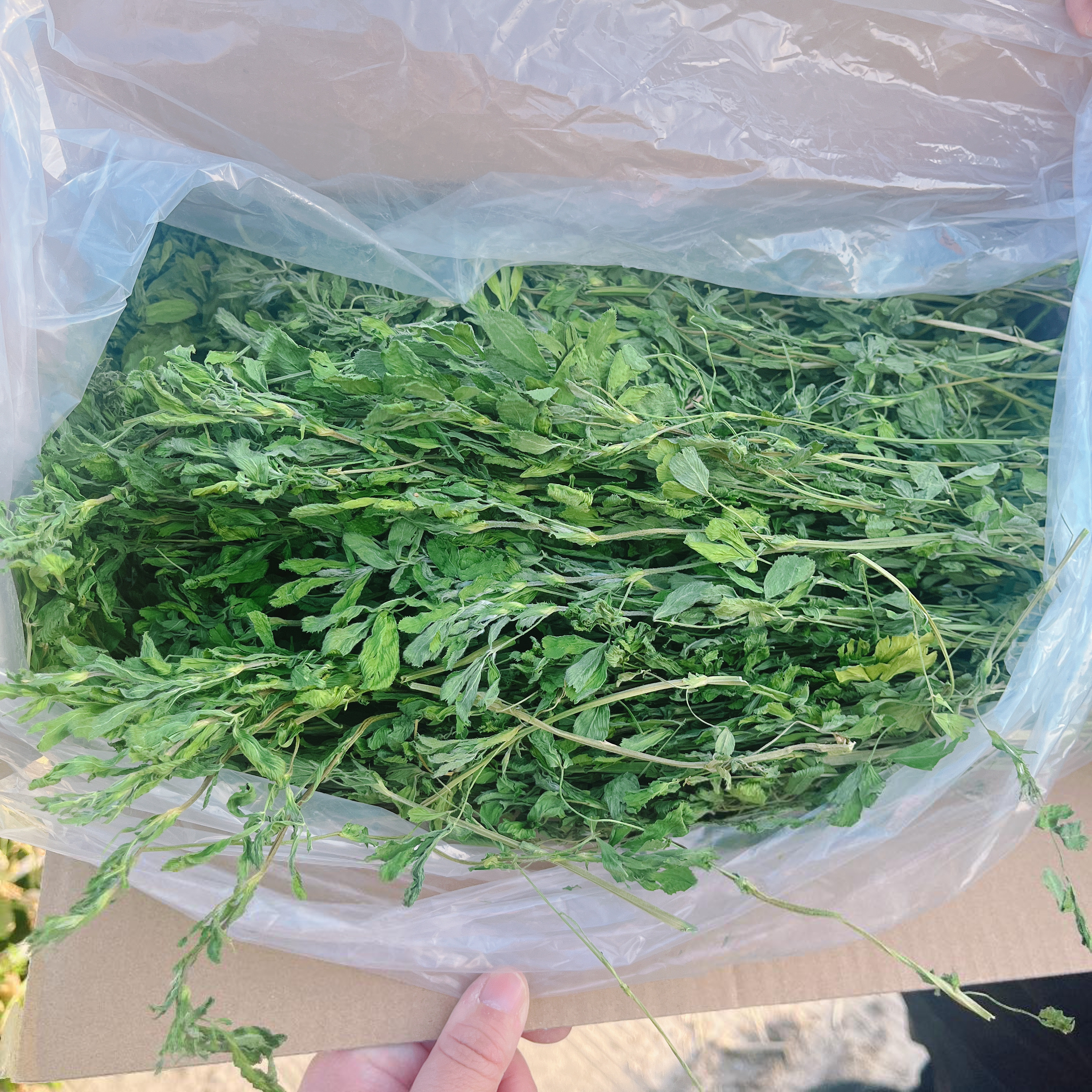 现货【苜蓿】26年头茬新草苜蓿草 杆细叶嫩超级嫩嘎嘎香抢鲜品尝