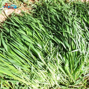 赫尔达特级烘干小麦草兔子龙猫豚鼠补充营养搭配提摩西连箱1kg