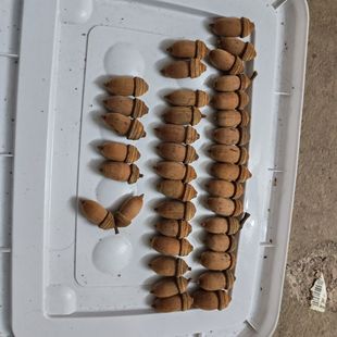 带帽钉橡果diy天然毛果青岗橡子果实ins风挂件装饰拍摆件摄道具