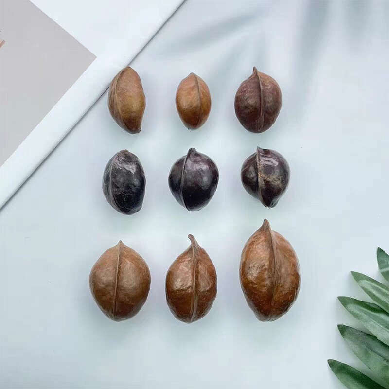 银叶树手作标本天然植物果壳花环干花手工diy制作材料相框标本果