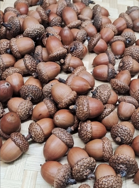 红槲栎北美红栎灭活橡果橡子手工diy天然植物果实生日祝福