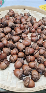 红槲栎北美红栎灭活橡果橡子手工diy天然植物果实生日祝福