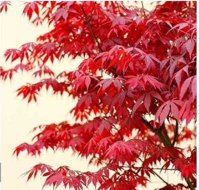 高档盆栽盆景日本红枫苗 红枫大树苗 美国红枫小苗 红枫